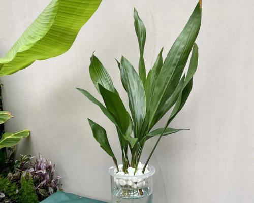 一叶兰花的寓意与象征（探索兰花语言的深层内涵）