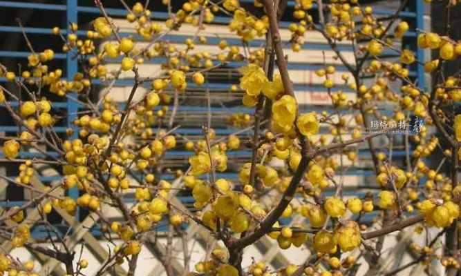 腊梅的生长环境条件是什么?它有哪些独特生长特点? 腊梅的生长环境条件是什么?它有哪些独特生长特点?