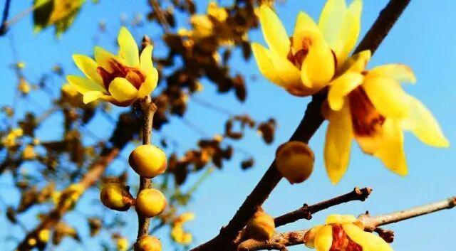 腊梅的生长环境条件是什么?它有哪些独特生长特点? 腊梅的生长环境条件是什么?它有哪些独特生长特点?