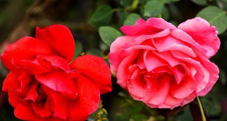 月季花语——盛开芳华（绽放爱与希望的花朵）