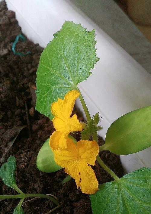 黄瓜从开花到成熟需要多久?如何判断黄瓜是否成熟?_花植网