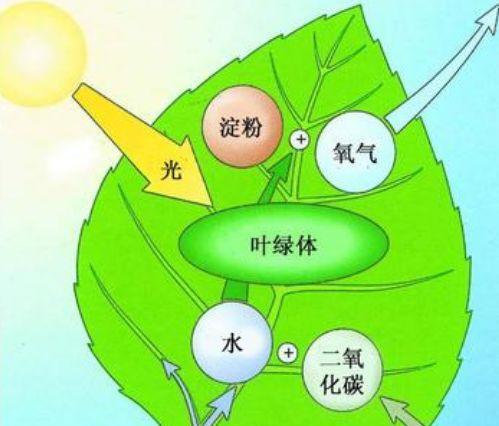 水对植物的作用是什么?如何正确灌溉植物?