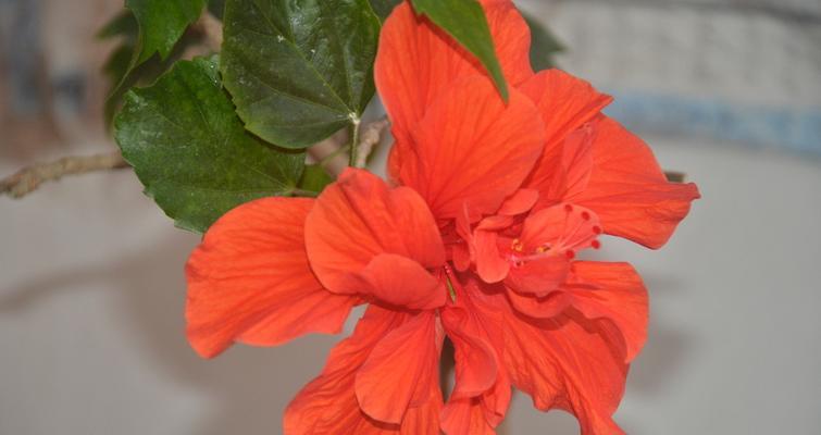 扶桑花的美丽与坚强(扶桑花)