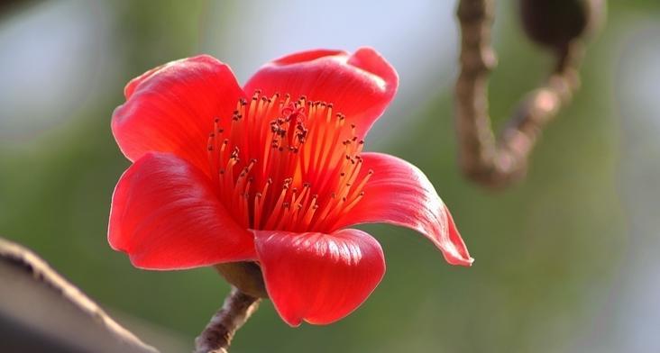 木棉花的寓意与象征（探索木棉花的内涵与象征意义）