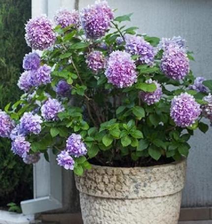 绣球水养方法有哪些？如何正确进行水养绣球？