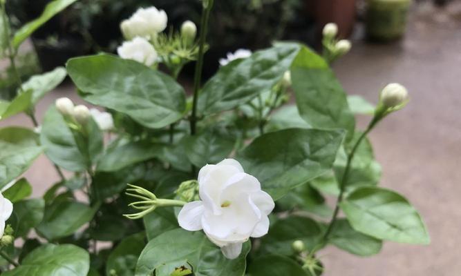 茉莉花的花语及赠送方式（了解茉莉花的象征意义和适合送礼场合）