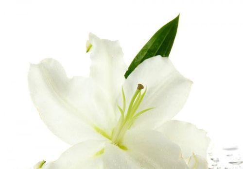 百合花的花语和寓意象征着什么意思？如何挑选合适的百合花表达情感？