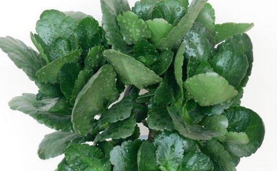 长寿花摘心(长寿花摘心的由来与象征意义)