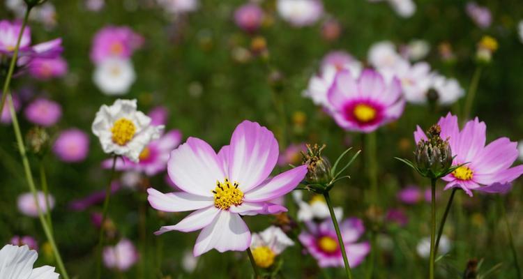 什么花代表可爱和善良?花语中有哪些花象征着这些美好品质? 什么花代表可爱和善良?花语中有哪些花象征着这些美好品质?