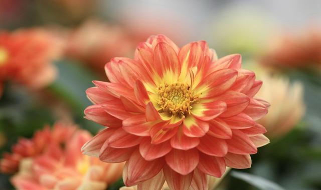 什么花代表可爱和善良?花语中有哪些花象征着这些美好品质? 什么花代表可爱和善良?花语中有哪些花象征着这些美好品质?