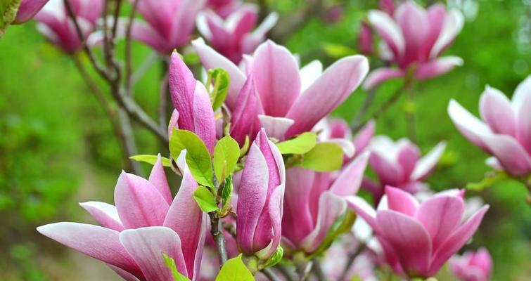 玉兰之美(浪漫花卉中的高雅之选)