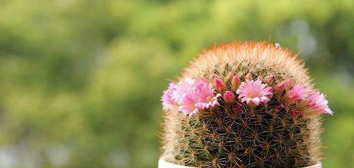 仙人掌花的花语与魅力（揭秘仙人掌花的花语及其意义）