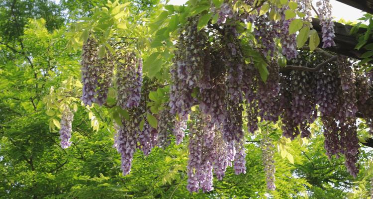 紫藤花的意义与象征（美丽的紫藤花传递着积极的象征意义）