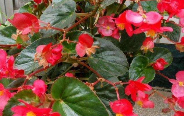 海棠花的品格象征与传承(探寻海棠花背后的品质之美)