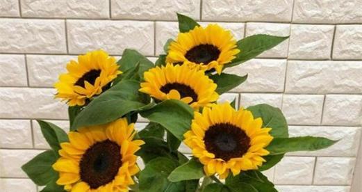 以太阳花的花语与象征意义（探寻以太阳花的内涵）