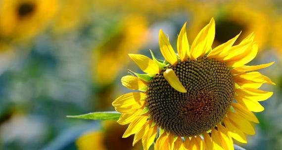以太阳花的花语与象征意义（探寻以太阳花的内涵）