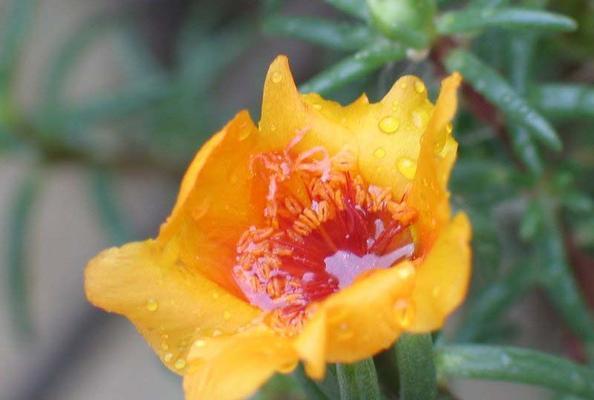 以太阳花的花语与象征意义（探寻以太阳花的内涵）