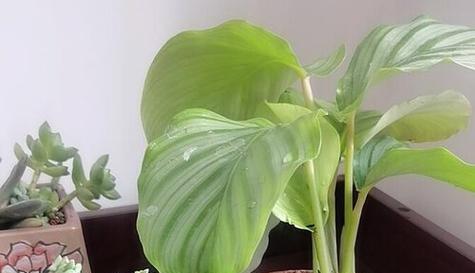 万年青打蔫了怎么办？如何快速恢复生机？