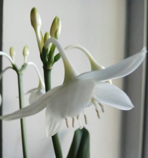 白兰花的寓意与象征意义（透过花朵了解白兰花的美丽与深意）