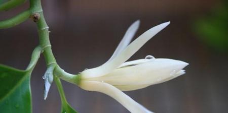 白兰花的寓意与象征意义（透过花朵了解白兰花的美丽与深意）