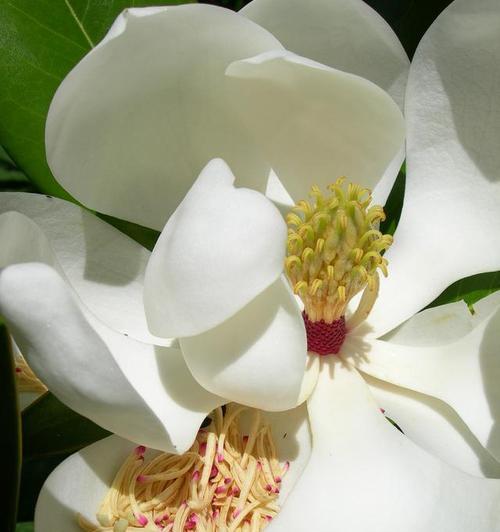 白兰花的寓意与象征意义(透过花朵了解白兰花的美丽与深意)