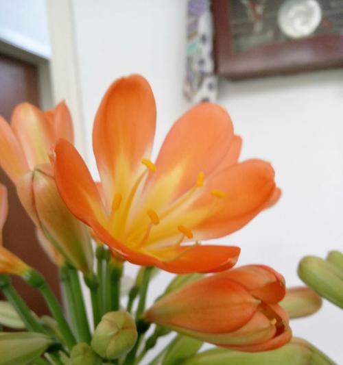 君子兰与种间兰（多样性进化中的生命之花——君子兰与种间兰的奇妙演化历程）