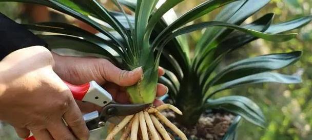 君子兰与种间兰(多样性进化中的生命之花——君子兰与种间兰的奇妙演化历程)