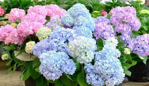 康乃馨怕冷还是怕热？如何正确养护康乃馨？