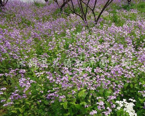 薄荷花（揭秘薄荷花语的神奇力量）