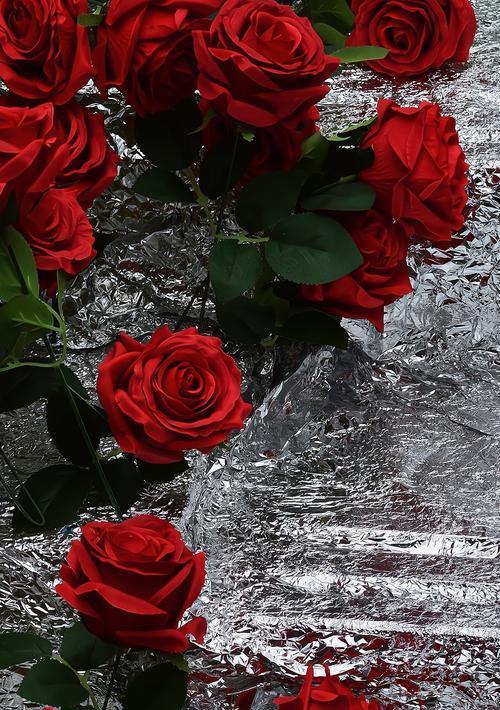 玫瑰花的花期及其意义（揭示花期变化的关键因素及其对玫瑰花的影响）