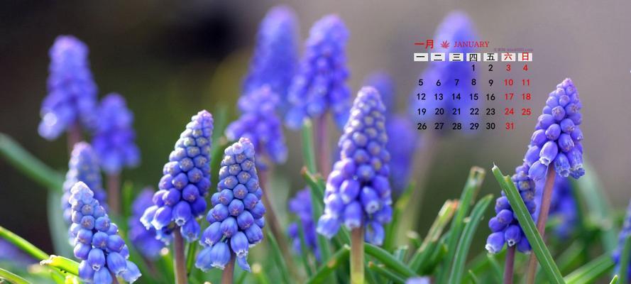 风信子的寓意与意义（探究风信子花朵中的情感与象征）