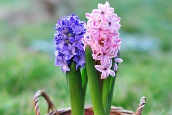 风信子的寓意与意义（探究风信子花朵中的情感与象征）