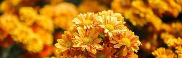 万寿菊花语与其相关故事（探寻万寿菊的花语与传说）