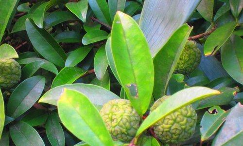 荔枝是凉性还是热性食物?如何根据体质选择食用?