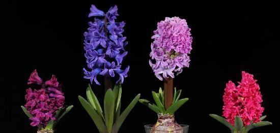 风信子的花语与象征意义(揭秘风信子隐藏的内涵与寓意)