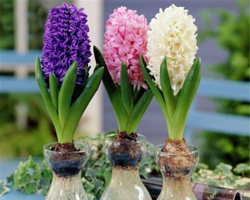 风信子的花语与象征意义（揭秘风信子隐藏的内涵与寓意）