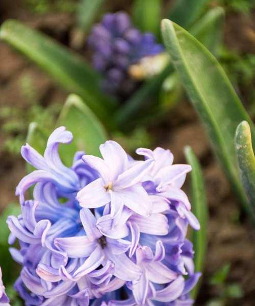 风信子的花语与象征意义（揭秘风信子隐藏的内涵与寓意）