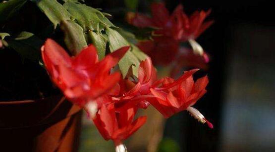 蟹爪兰花语之美丽与独特(探索蟹爪兰花语的深意与魅力)