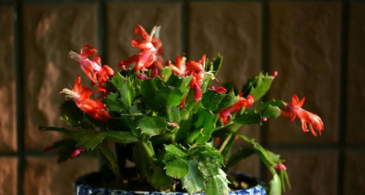 蟹爪兰花语之美丽与独特（探索蟹爪兰花语的深意与魅力）