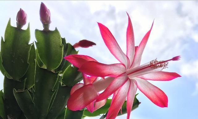 蟹爪兰花语之美丽与独特（探索蟹爪兰花语的深意与魅力）