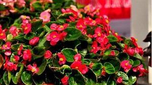 四季海棠室内养殖可行吗？需要注意哪些事项？