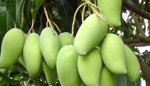 以芒果代表生肖,探索神秘的命运(揭开芒果在十二生肖中隐藏的象征)