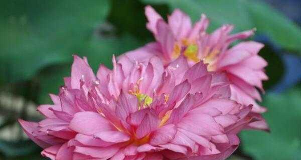 荷花的象征意义(荷花的隐喻与启示) 荷花的象征意义(荷花的隐喻与启示)