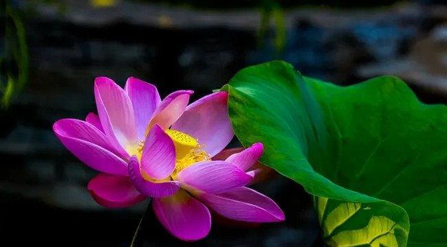 荷花的象征意义(荷花的隐喻与启示)