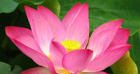 荷花的象征意义(荷花的隐喻与启示) 荷花的象征意义(荷花的隐喻与启示)