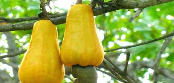 腰果什么时候成熟?如何判断腰果的最佳采摘时间?