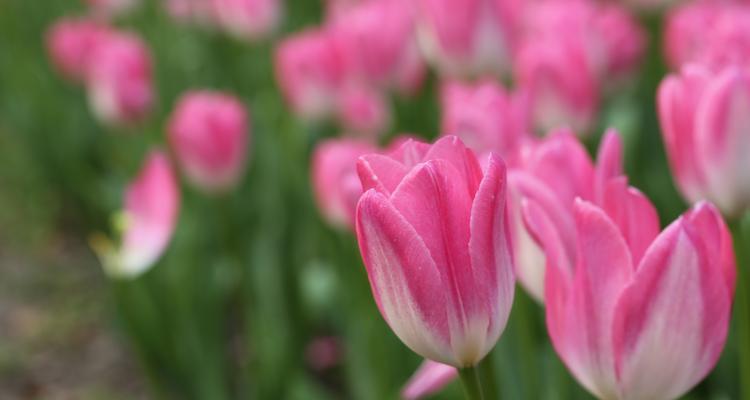 郁金香（美丽绽放的荷兰之宝）