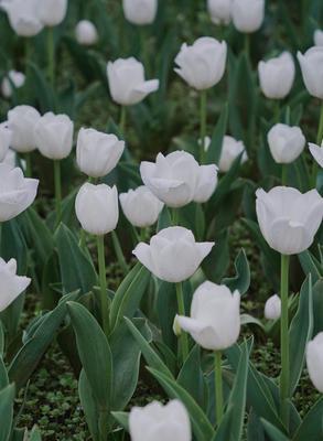 郁金香（美丽绽放的荷兰之宝）