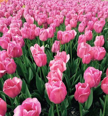 郁金香（美丽绽放的荷兰之宝）