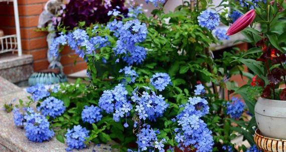 蓝雪花的风水寓意与摆放位置（揭秘蓝雪花的吉祥象征与摆放宜忌）